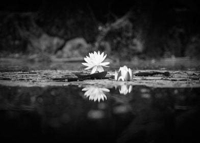 Floating Flower