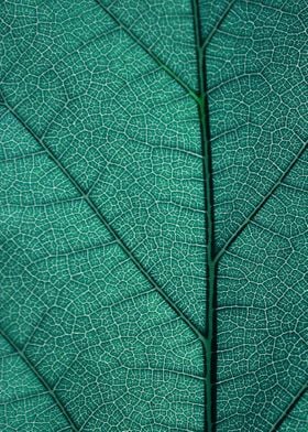 Leaf texture