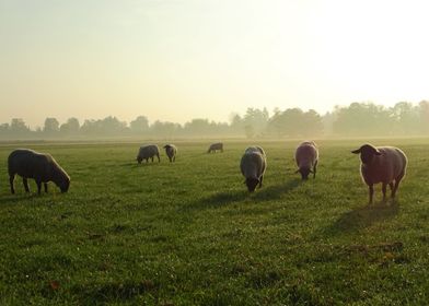 sheeps in the morning mist