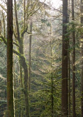 Morning Sun in Mossy Woods