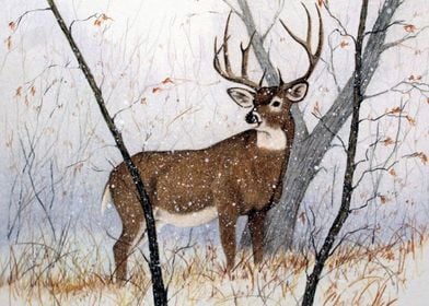 Snowfall Buck