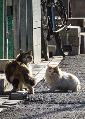 chinese cats in the hutong