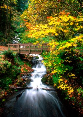 Oirase autumn forest