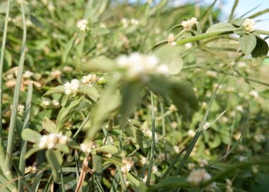 Beautiful Fresh Plant