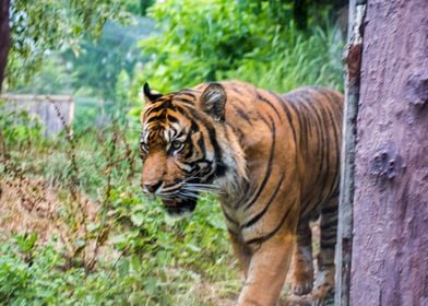 Strolling Tigress