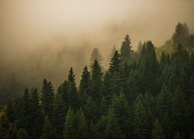 Fog covers forest trees