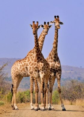 Giraffe Times Three