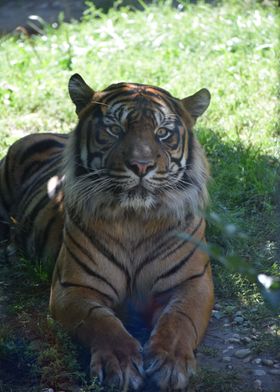 Queen of the jungle