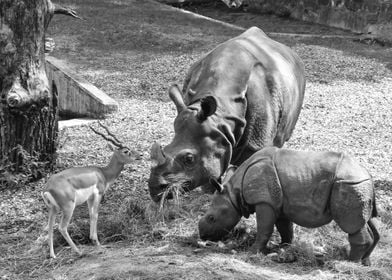 Rhino and a Deer