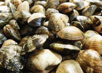 clam texture