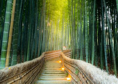 Beautiful landscape bamboo