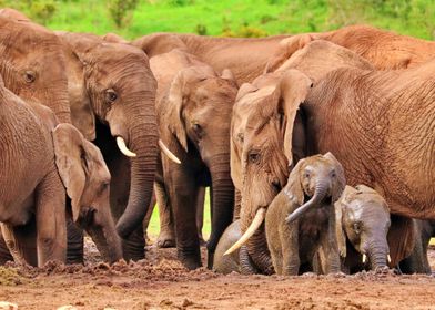 Herd of Elephants