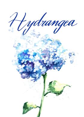 Hydrangea