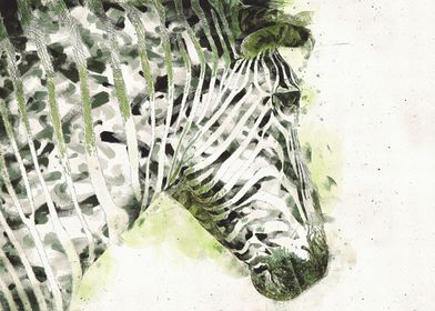 Painted Zebra