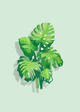 Monstera