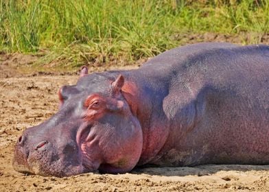 Beautiful Hippo