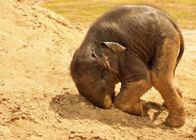 Baby Elephant