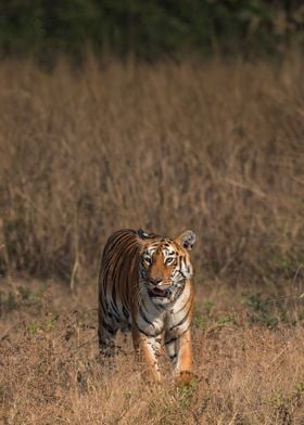 Wandering Tiger