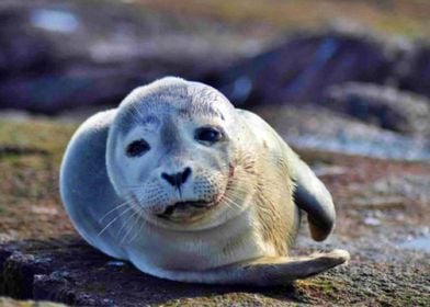 Seal