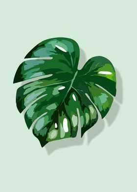 Monstera 