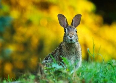 Adorable Bunny