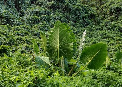 Big Leaves