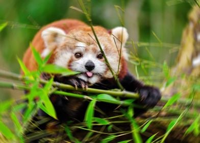 The Red Panda