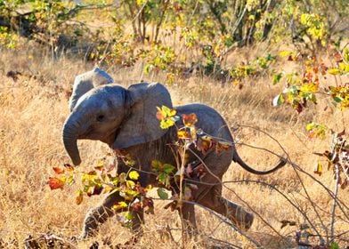 Baby Elephant