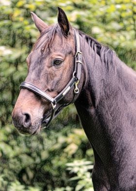 Charcoal Horse Portrait