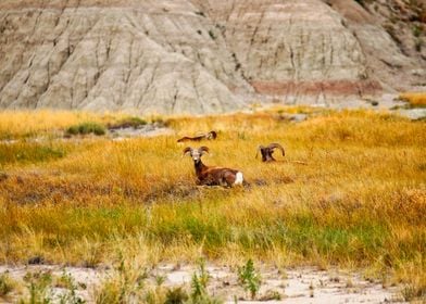 Wandering Goats