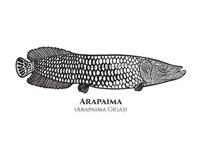 Arapaima Fish with Names
