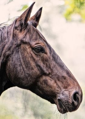 Charcoal Horse Portrait