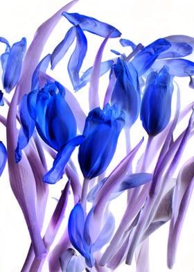 Tulip background