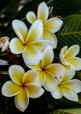 yellow flowers