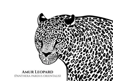 Amur Leopard with Names