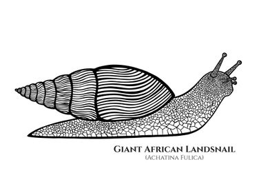 Giant African Landsnail