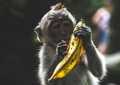 Wandering Monkey