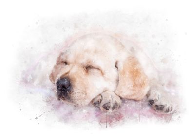 Sleeping labrador