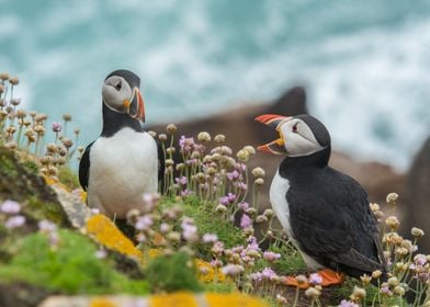 Wandering Puffins