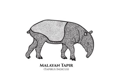 Malayan Tapir with names