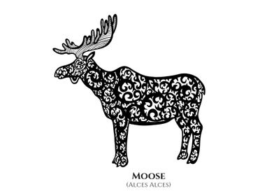 Moose with Latin Name