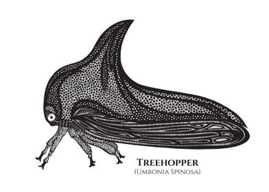 Treehopper with Names