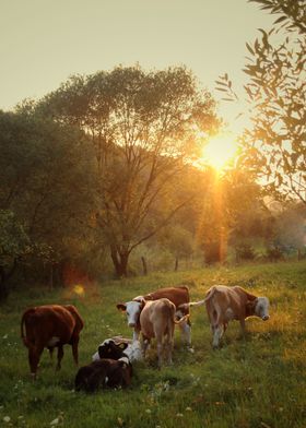 Wandering Cattle