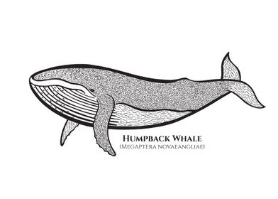 Humpback Whale with Names