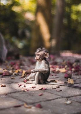 Wandering Baby Monkey