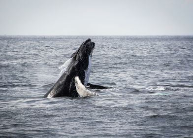 Wandering Humpback