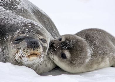 Mamma And Baby Seals