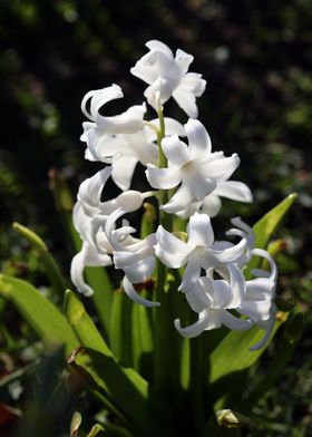 Hyacinthus orientali print