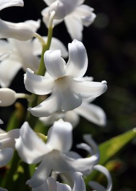 Hyacinthus orientali print