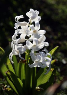 Hyacinthus orientali print